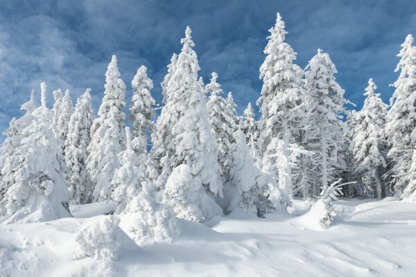 Zimowy, mroźny i śnieżny las