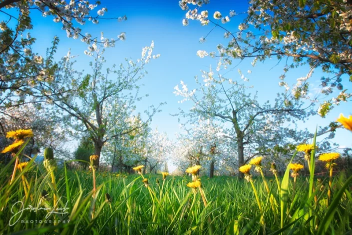 Wiosenny ogród, Polska